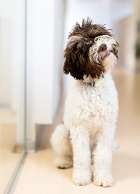 Kanzleihund „Zhirou“